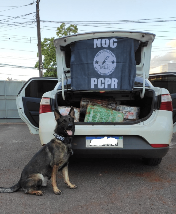 CHRIS. Agente canino do NOC ajudou a apreender 11kg de crack em sua primeira operação. – Divulgação