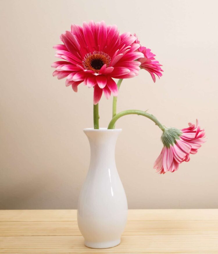Foto: Adobe Stock