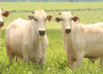 O Projeto Pecuária do Futuro tem o objetivo de desenvolver ferramentas de suporte à decisão em sistemas de produção de gado de corte.FOTO-DIVULGAÇÃO