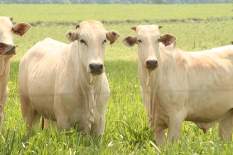 O Projeto Pecuária do Futuro tem o objetivo de desenvolver ferramentas de suporte à decisão em sistemas de produção de gado de corte.FOTO-DIVULGAÇÃO