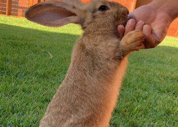 Woody - Arquivo pessoal