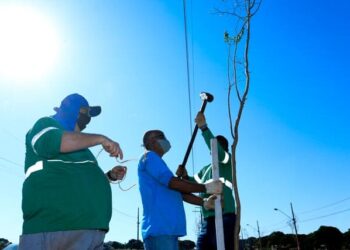 Plantação de 300 mudas no canteiro da avenida Nildo Ribeiro da Rocha dão início a semana do aniversário de Maringá