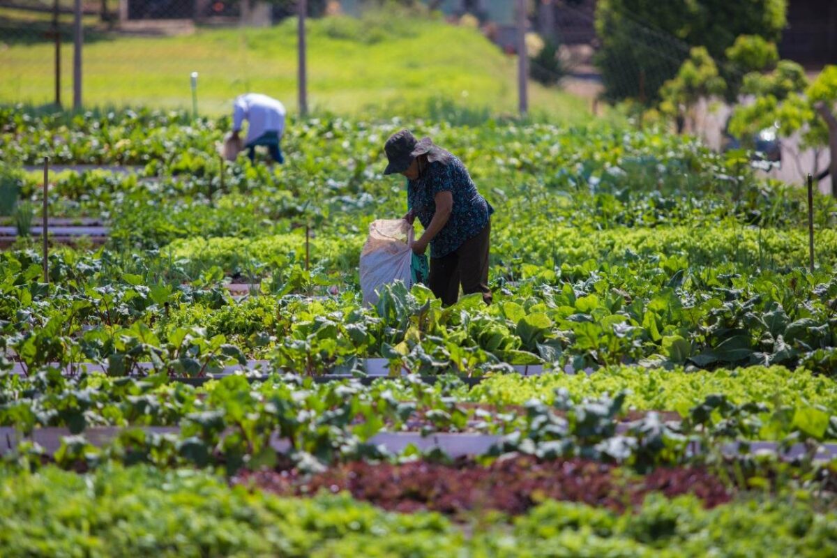 800 toneladas de alimentos sem agrotóxicos são produzidos anualmente pelas hortas comunitárias maringaenses