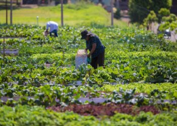 800 toneladas de alimentos sem agrotóxicos são produzidos anualmente pelas hortas comunitárias maringaenses