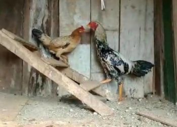 Foto: Lúcia Lima/PMI