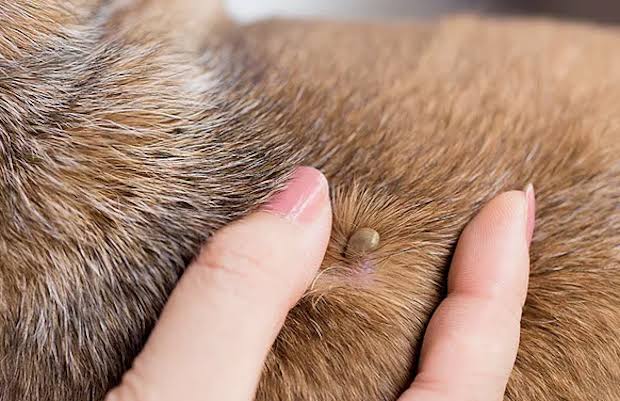 Doença do Carrapato - Umas das maiores doença, abordadas na rotina em clínicas veterinárias