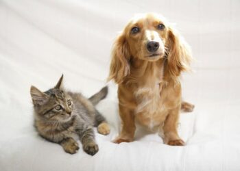 Coronavírus pode infectar cães e gatos domésticos, de acordo com estudos
