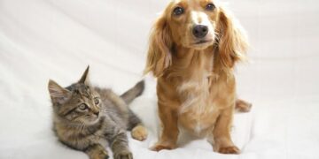 Coronavírus pode infectar cães e gatos domésticos, de acordo com estudos