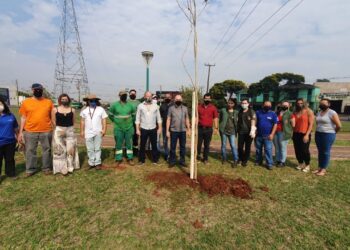 Prefeitura de Maringá celebra o Dia da Árvore com plantio de 300 mudas
