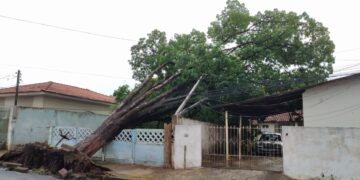 Com vento e chuva forte, sete árvores são derrubadas em Sarandi