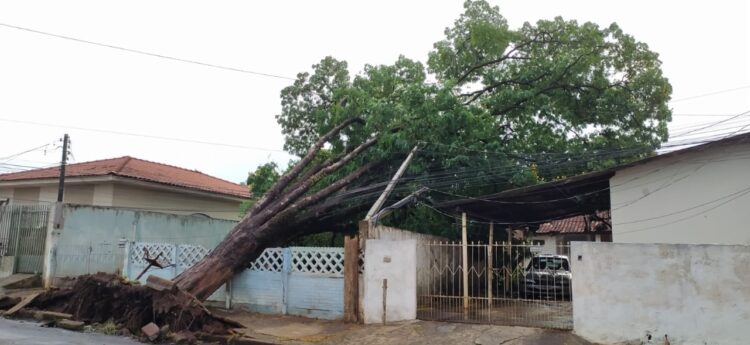 Com vento e chuva forte, sete árvores são derrubadas em Sarandi