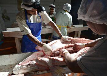 Maratona busca soluções inovadoras para aquicultura brasileira