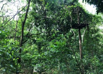 A mata tomou conta do circuito de arvorismo, encobrindo a área destinada à tirolesa e os equipamentos estão danificados - Foto: divulgação