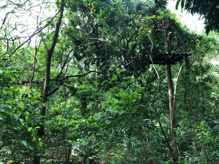A mata tomou conta do circuito de arvorismo, encobrindo a área destinada à tirolesa e os equipamentos estão danificados - Foto: divulgação