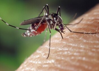 Boletim da dengue registra 37 novos casos de dengue no Paraná