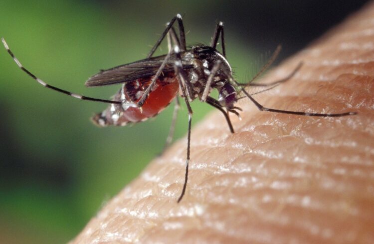 Boletim da dengue registra 37 novos casos de dengue no Paraná