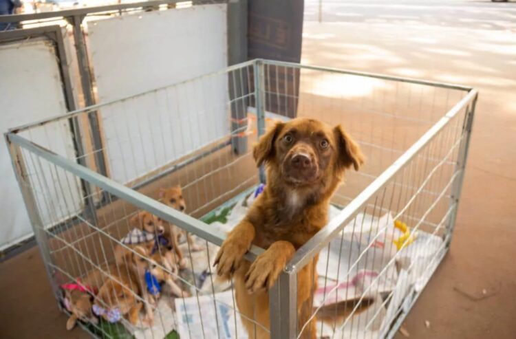 Expresso chega a Iguatemi