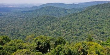 Floresta do Congo é um dos pulmões do planeta