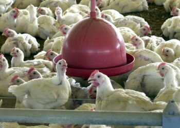 Brasil registra recorde no abate de frangos em 2021