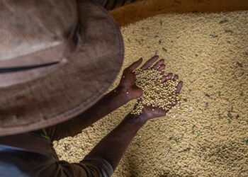 Safra de grãos chegará a 261,6 milhões de toneladas em 2022, diz IBGE