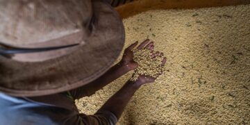 Safra de grãos chegará a 261,6 milhões de toneladas em 2022, diz IBGE