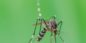 Saúde vai realizar arrastões de combate a dengue nesta semana em Maringá