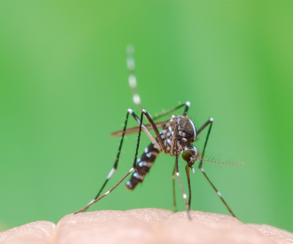 Saúde vai realizar arrastões de combate a dengue nesta semana em Maringá