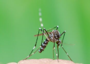 Saiba quais os alertas do corpo e aonde ir em Maringá em casos de sintomas de dengue