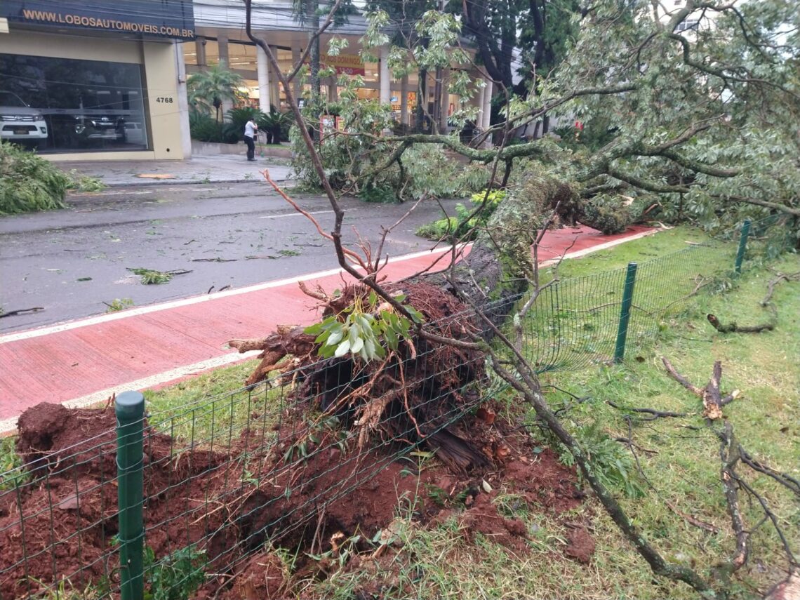 Temporal derruba mais de 220 árvores em Maringá, segundo balanço da prefeitura