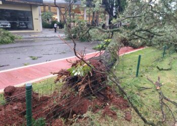 Temporal derruba mais de 220 árvores em Maringá, segundo balanço da prefeitura