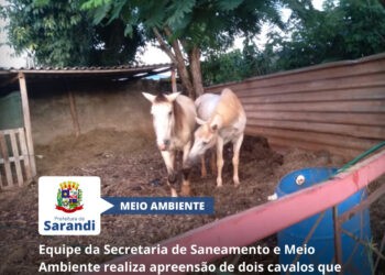 Equipe da Secretaria de Saneamento e Meio Ambiente realiza apreensão de dois cavalos que estavam no Jardim São Paulo