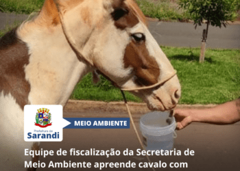Equipe de fiscalização da Secretaria de Meio Ambiente apreende cavalo com perna ferida