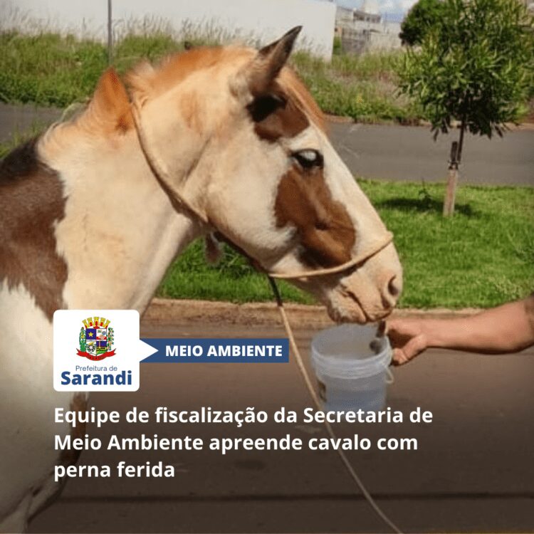 Equipe de fiscalização da Secretaria de Meio Ambiente apreende cavalo com perna ferida