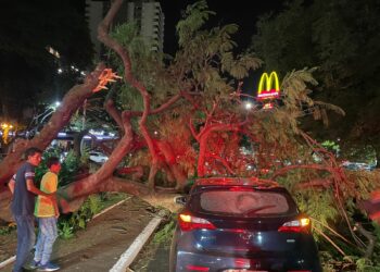 Susto – árvore de grande porte cai e atinge veículo em movimento em plena avenida Tiradentes em Maringá