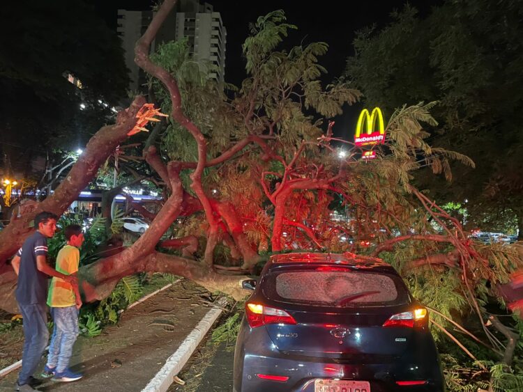 Susto – árvore de grande porte cai e atinge veículo em movimento em plena avenida Tiradentes em Maringá