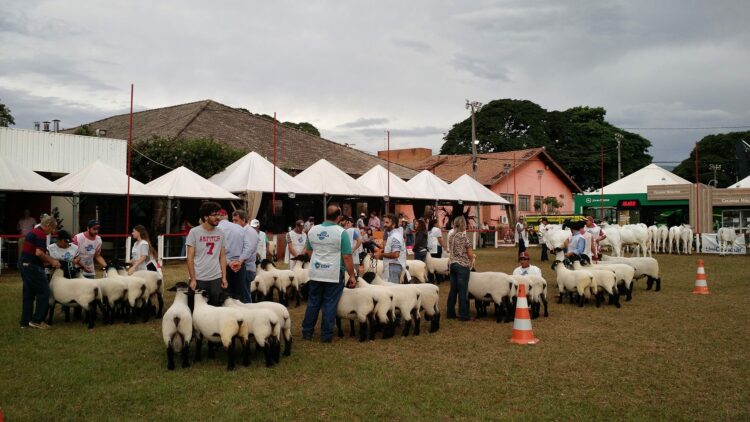 Suffolk terá mostra nacional na Expoingá