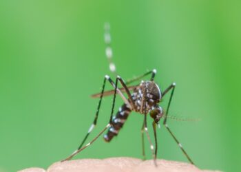 Regional de Maringá tem 280 novos casos de dengue em apenas uma semana