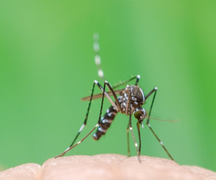 Regional de Maringá tem 280 novos casos de dengue em apenas uma semana
