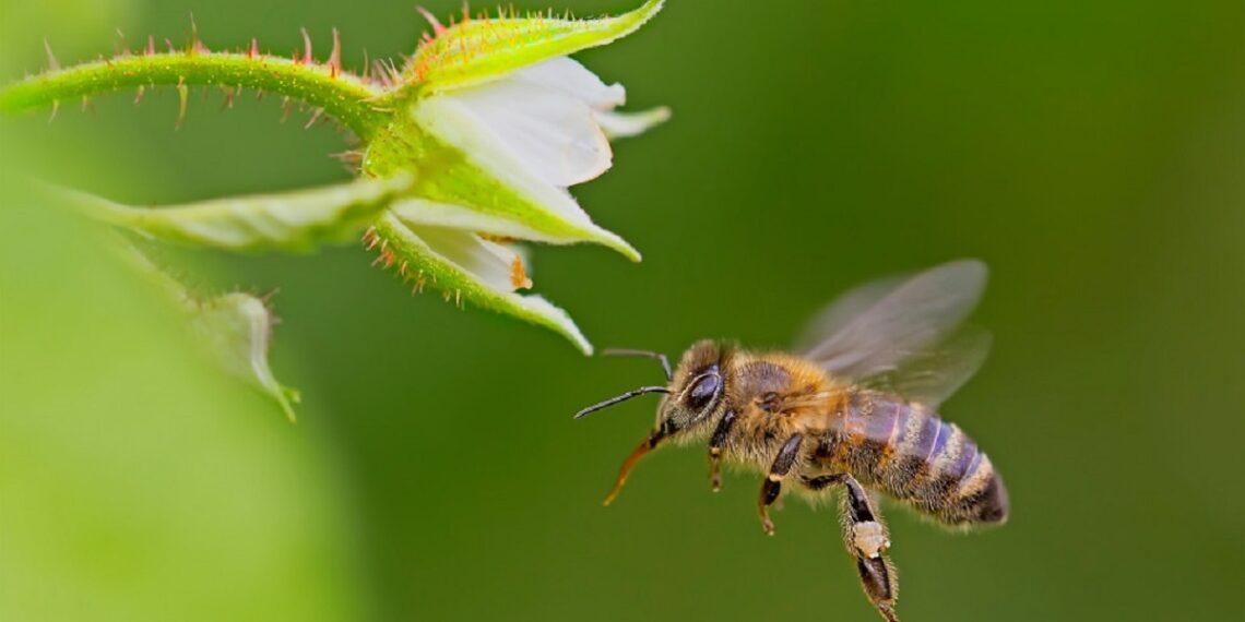 Dia Mundial das Abelha sé comemorado no dia 20 de maio