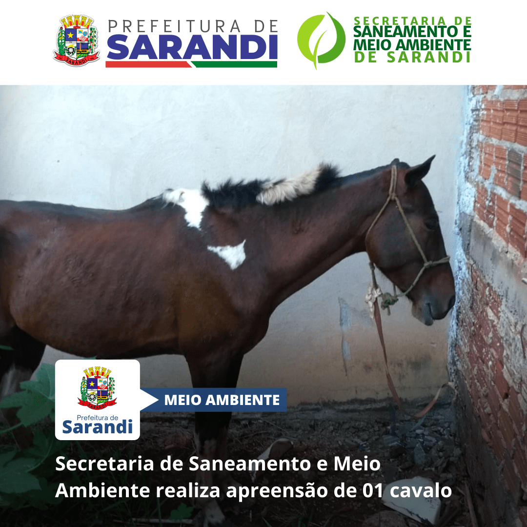 Secretaria de Saneamento e Meio Ambiente realiza apreensão de 01 cavalo
