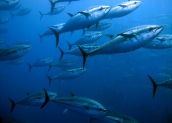 Dia Mundial do Atum: celebrado em 2 de maio