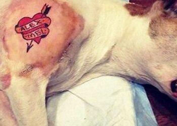 Assembleia Legislativa do Paraná aprova projeto que proíbe piercing e tatuagens em animais em todo o Estado