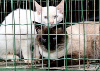 Bem-Estar Animal recolhe quase 20 gatos de residência no Parque Itaipu em Maringá