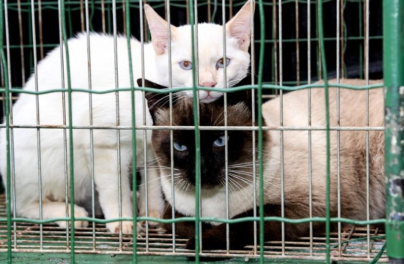 Bem-Estar Animal recolhe quase 20 gatos de residência no Parque Itaipu em Maringá