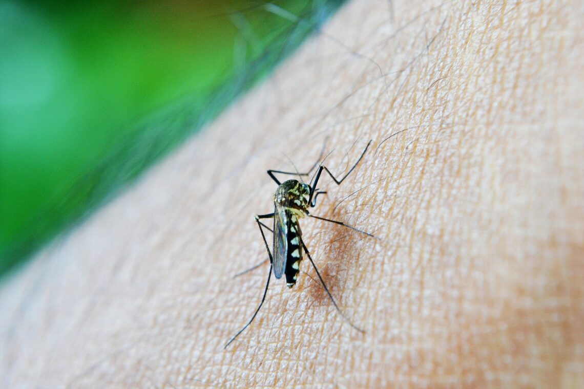 Índice de infestação de Dengue em Maringá