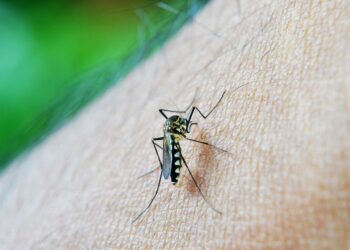 Índice de infestação de Dengue em Maringá