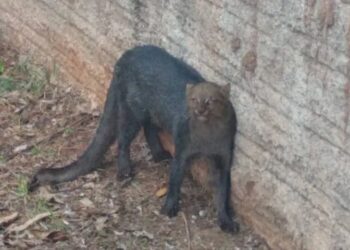 jaguarundi