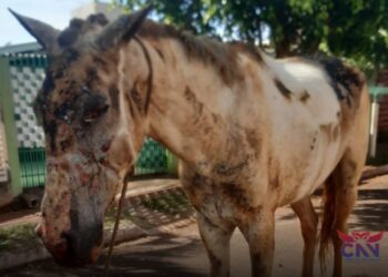 cavalo queimado em Sarandi