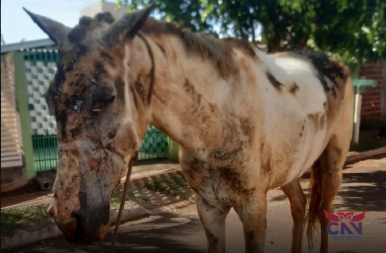 cavalo queimado em Sarandi