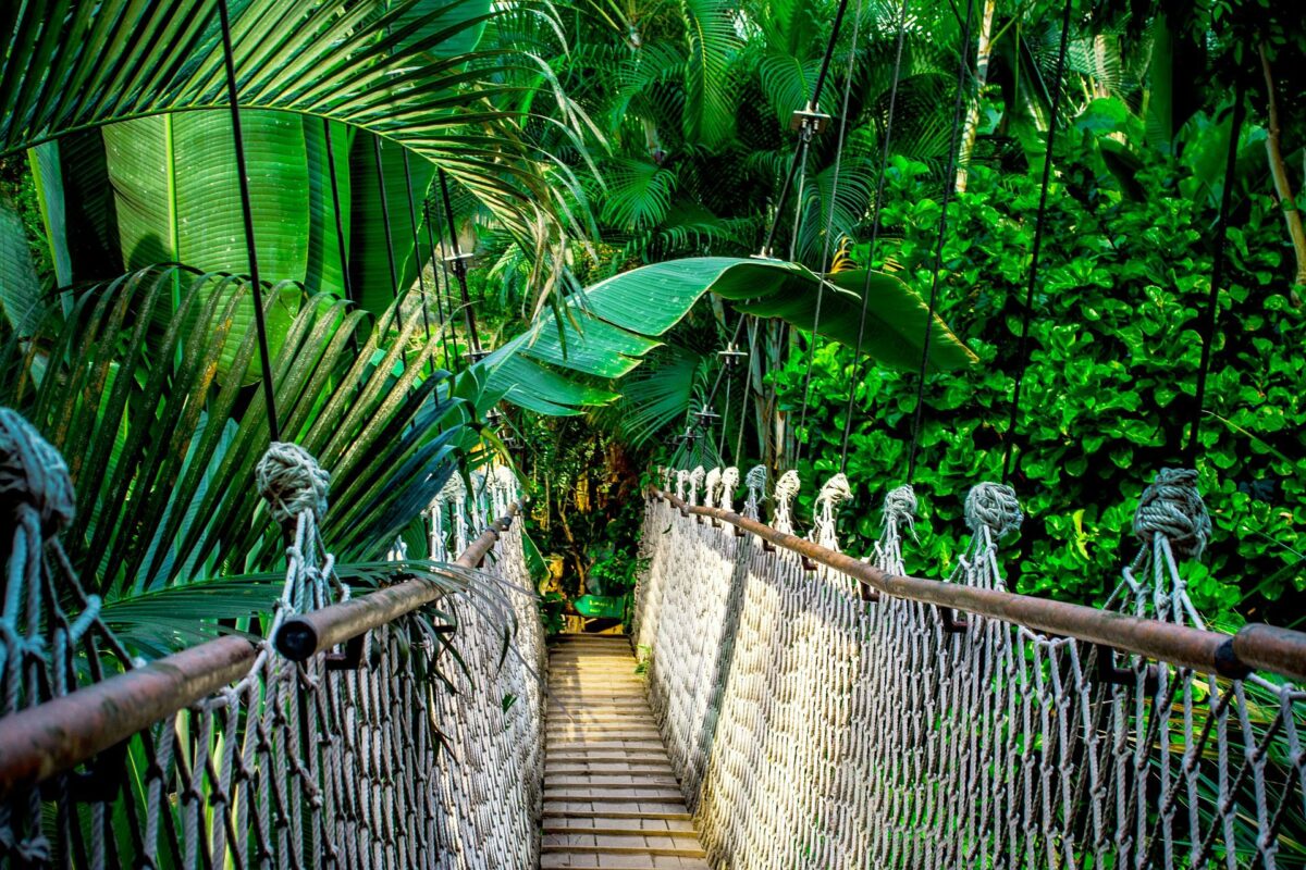 Dia da Amazônia